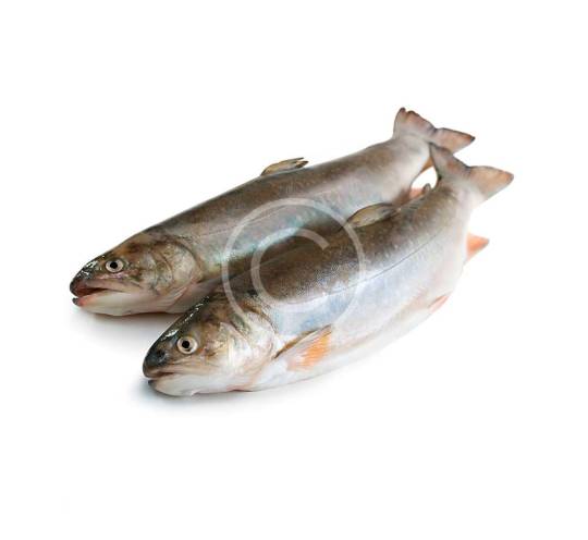 White Bass