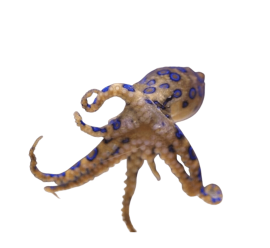 Calamari & Octopus