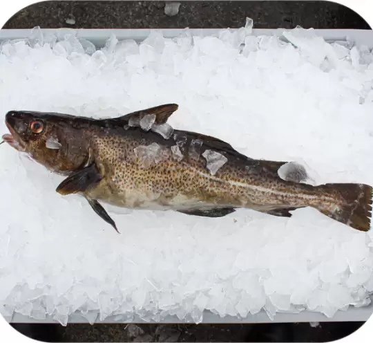 Fresh Frozen Cod