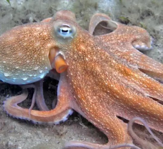 Fresh Common Octopus – Tender, Wild-Caught