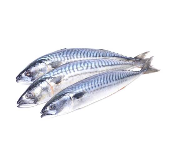 Mackeral