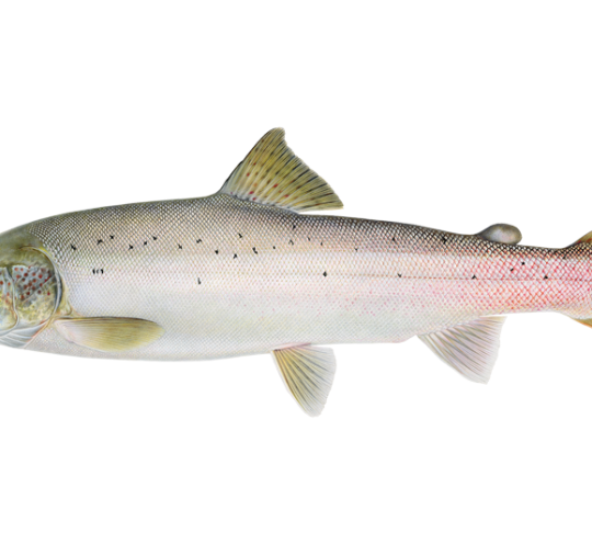 Atlantic almon Fresh