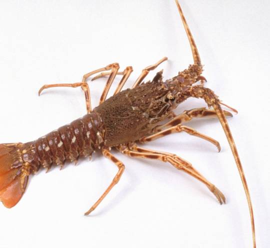 Spiny Lobster (Rock Lobster)