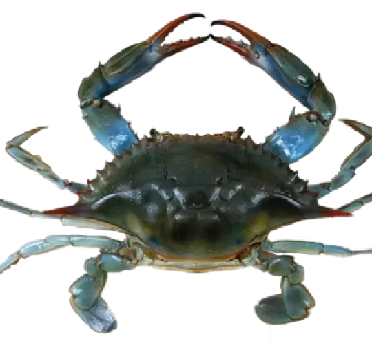 Crab