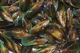Buy Green-Lipped Mussels (Perna canaliculus)