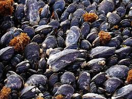 Buy California Mussels (Mytilus californianus)