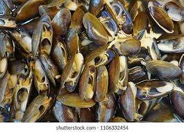 Premium Horse Mussel – Wild-Caught