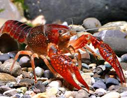 Premium Red Swamp Crayfish