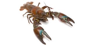 Premium Signal Crayfish (Pacifastacus leniusculus)
