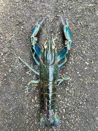 Premium Australian Red Claw (Cherax quadricarinatus)