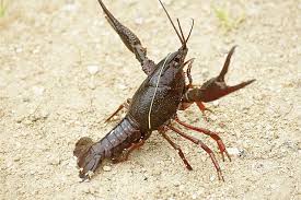 Premium White River Crayfish