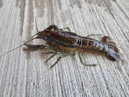 Marbled Crayfish (Procambarus virginalis)