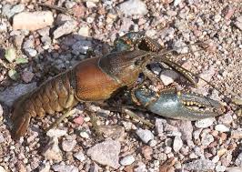 Premium Northern Crayfish (Orconectes virilis)