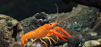 Mexican Dwarf Crayfish (Cambarellus patzcuarensis)