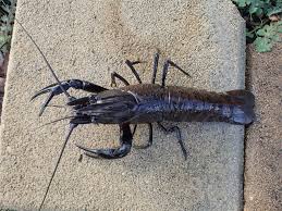 Premium Smooth Marron (Cherax cainii)