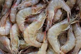 Premium Whiteleg Shrimp (Litopenaeus vannamei)