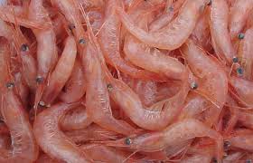 Premium Pink Shrimp (Pandalus borealis) – Fresh, Sustainable Shrimp for Gourmet Cooking
