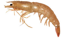 Shrimps