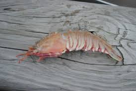 Premium Rock Shrimp (Sicyonia brevirostris)