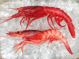 Royal Red Shrimp (Pleoticus robustus)