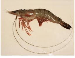 Black Tiger Shrimp (Penaeus monodon)