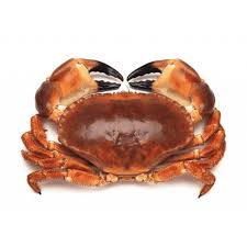 Fresh Whole Brown Crab – Rich, Flavorful Meat
