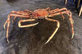 Giant Spider Crab – Wild-Caught, Meaty Legs
