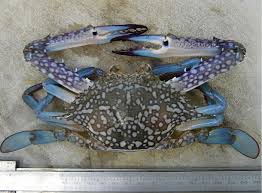 Fresh Blue Swimming Crab – Sweet, Tender Meat