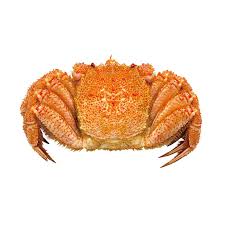 Premium Horsehair Crab – Sweet, Delicate Meat