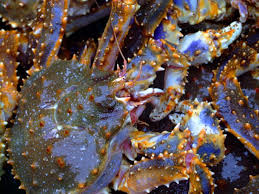 Wild-Caught Blue King Crab Legs – Sweet, Tender & Extra-Meaty