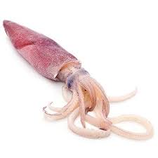 Fresh European Squid – Tender, Wild-Caught & Perfect for Gourmet Cooking