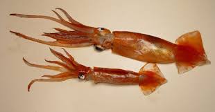Arrow Squid / Argentine Squid – Wild-Caught, Tender