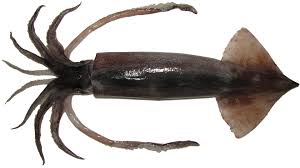 Japanese Flying Squid – Wild-Caught, Tender & Fresh Frozen