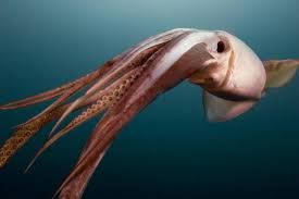 Humboldt Squid – Large, Wild-Caught & Protein-Packed