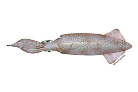 Fresh Market Squid – Tender, Flash-Frozen & Affordable Seafood
