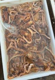 Octopus minor – Tender Wild-Caught Octopus