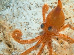 Atlantic Pygmy Octopus – Tiny, Tender & Wild-Caught Seafood