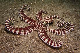 Striped Octopus – Wild-Caught, Tender & Premium Gourmet Seafood