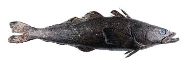 Chilean Sea Bass (Patagonian Toothfish)