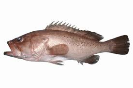 Fresh Grouper (Epinephelus spp.)