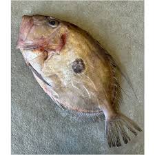 John Dory (St. Pierre) – Wild-Caught
