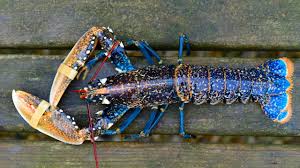 European Lobster