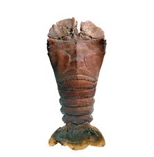 Slipper Lobster – Wild-Caught