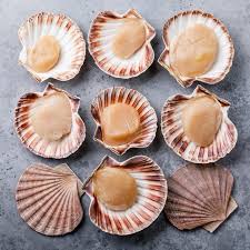 Fresh Scallops