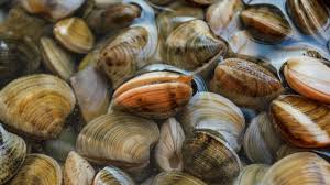 Fresh Clams