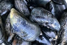 Buy Mytilus edulis