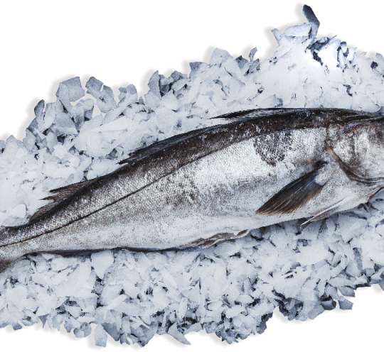 Haddock