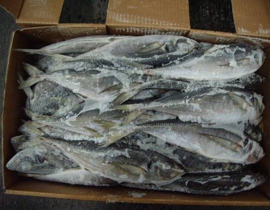 frozen-stock-fish