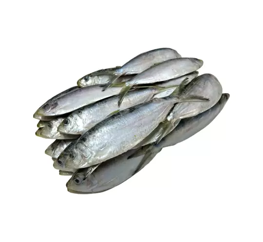 Herring