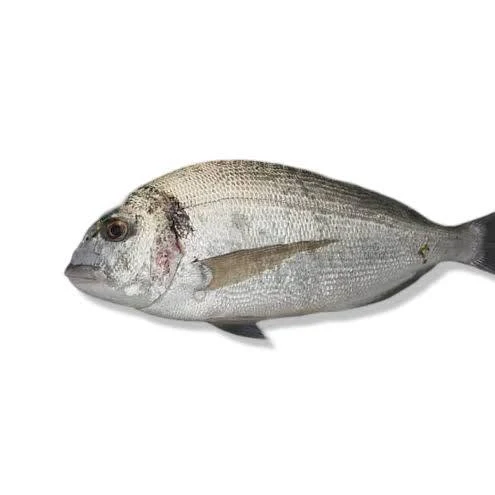 Sea Bream (Dorade)